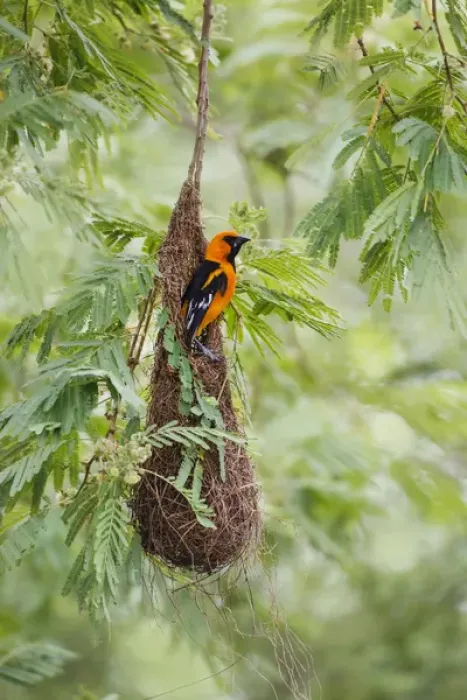 Framed Print : Altamira Oriole (Icterus gularis) at nest