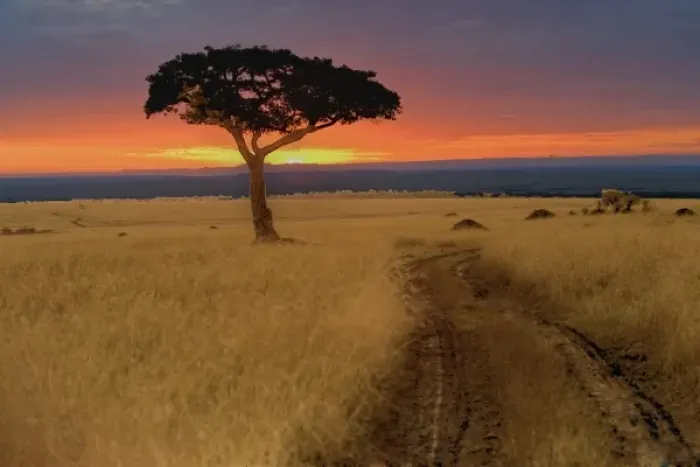 Framed Print : A amazing sunrise that caught my eye as we crossed the road with a silhouetted tree in front of it
