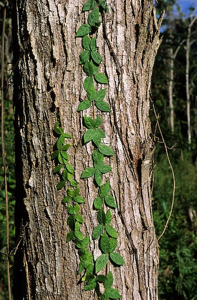 Amazon, Brazil. Grey tree trunk with green climbers growing up it. Living forest