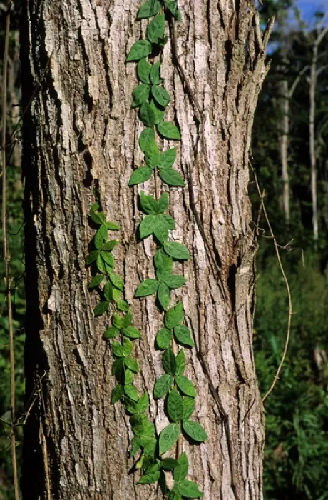 Framed Print : Amazon, Brazil. Grey tree trunk with green climbers growing up it. Living forest Framed Print : Amazon, Brazil. Grey tree trunk with green climbers growing up it. Living forest