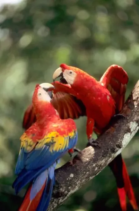 Framed Print : Amazon, Brazil. Pair of Scarlet Macaws (Ara macao) on a branch Framed Print : Amazon, Brazil. Pair of Scarlet Macaws (Ara macao) on a branch