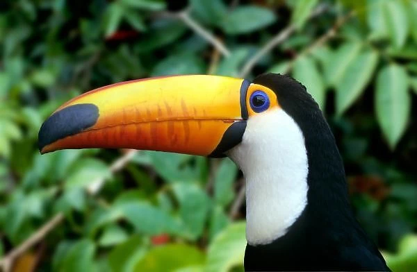 Amazon, Brazil. Yellow-beaked toucan with white chest; Iguassu, on the Brazil-Paraguay border