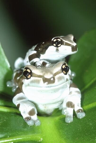 Amazon Cave Frog, Phrynohyas resinifectrix, Native to Northern South America