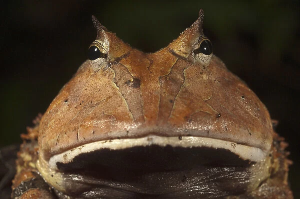 Amazon Horned Frog (Ceratophrys cornuta) Rain Forest Iwokrama Reserve