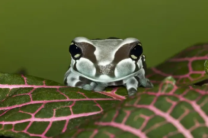 Framed Print : Amazon Milk Frog, Trachycephalus resinifictrix