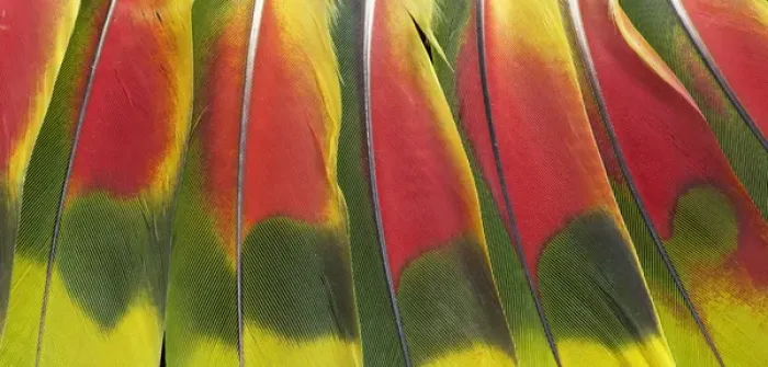 Framed Print : Amazon Parrot tail feather design Framed Print : Amazon Parrot tail feather design