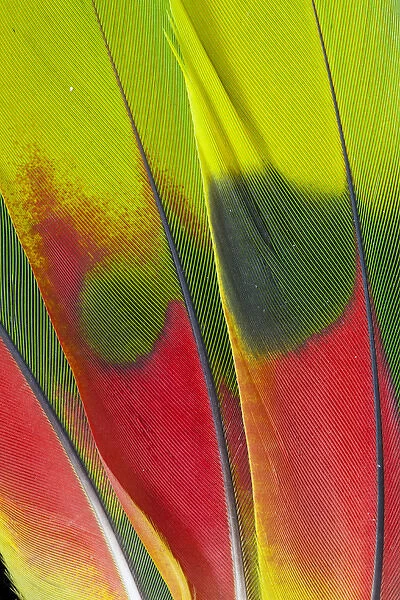 Amazon Parrot tail feather design