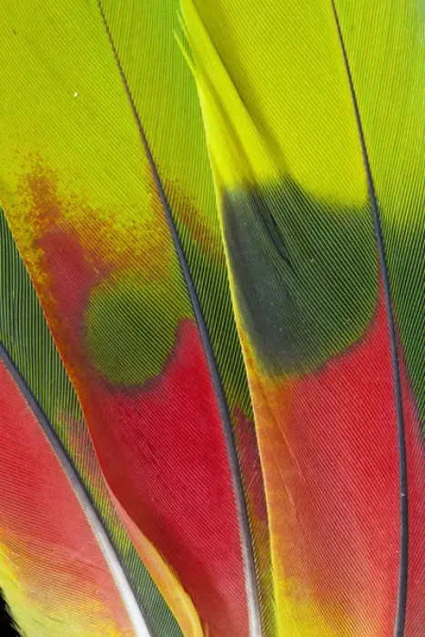 Framed Print : Amazon Parrot tail feather design
