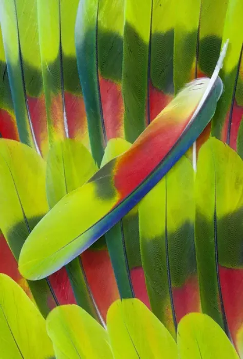 Framed Print : Amazon Parrot tail feather design Framed Print : Amazon Parrot tail feather design