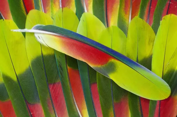 Framed Print : Amazon Parrot tail feathers Framed Print : Amazon Parrot tail feathers