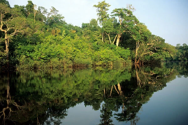 Amazon; rainforest river bank reflected in the water of the river