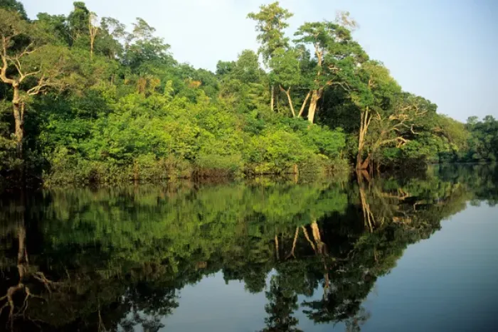 Framed Print : Amazon; rainforest river bank reflected in the water of the river Framed Print : Amazon; rainforest river bank reflected in the water of the river