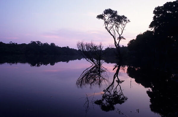 Amazon; rainforest in silhouette with a single tree on a forested river bank reflected