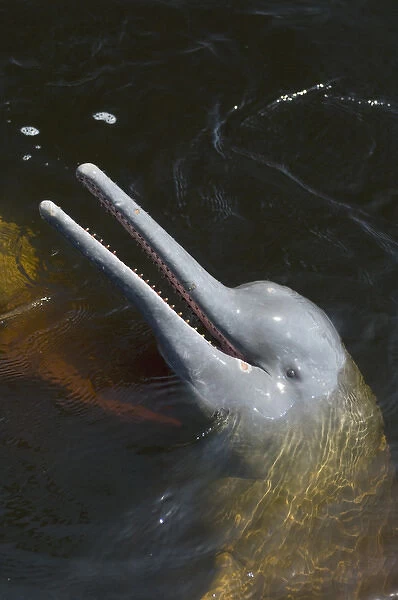Amazon River Dolphin, (Inia geoffrensis), portrait, wild, Rio Negro, Brazil