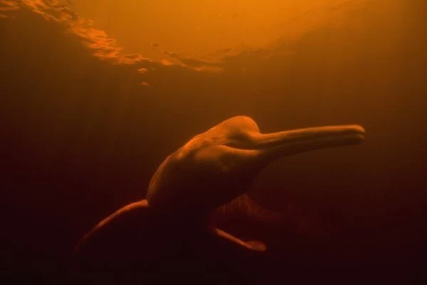 Amazon River Dolphin (Inia geoffrensis) or Boto, WILD, Underwater in Flooded Forest