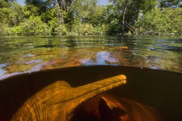 Amazon River Dolphins (Inia geoffrensis) Ariau River, tributary of Rio Negro. Amazonia