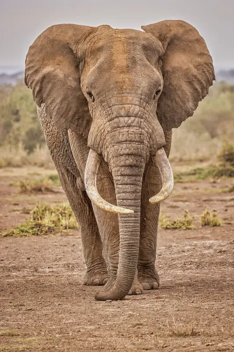 Framed Print : Amboseli elephant, Amboseli Nation Park, Africa Framed Print : Amboseli elephant, Amboseli Nation Park, Africa