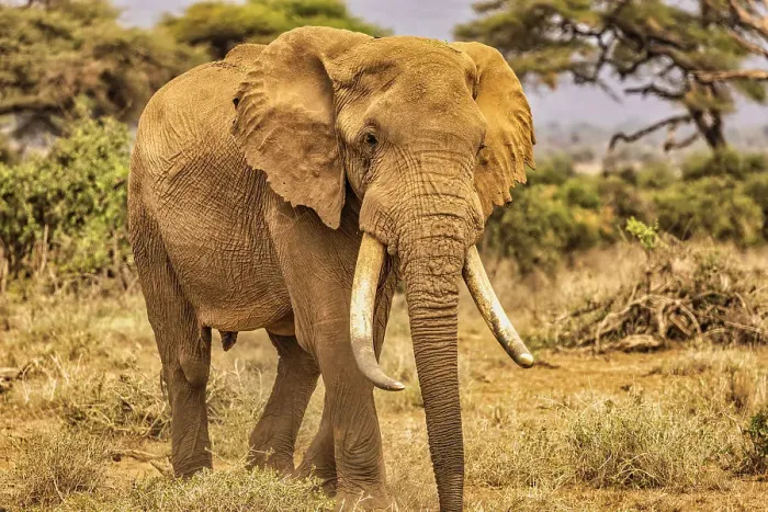 Framed Print : Amboseli elephant, Amboseli Nation Park, Africa