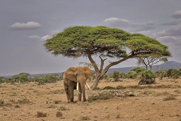 Amboseli elephant, Amboseli Nation Park, Africa
