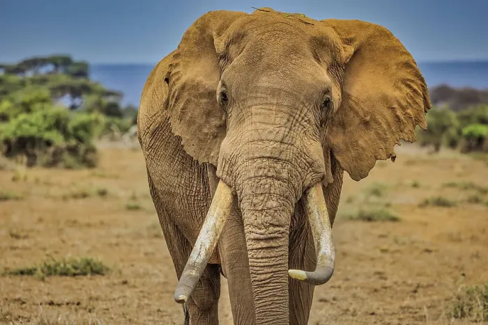 Framed Print : Amboseli elephant, Amboseli Nation Park, Africa Framed Print : Amboseli elephant, Amboseli Nation Park, Africa
