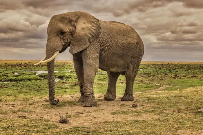 Framed Print : Amboseli elephant, Amboseli National Park, Africa