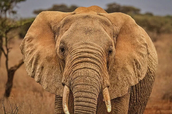 Amboseli elephant, Amboseli National Park, Africa