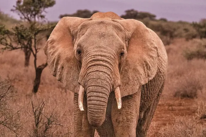 Framed Print : Amboseli elephant, Amboseli National Park, Africa Framed Print : Amboseli elephant, Amboseli National Park, Africa