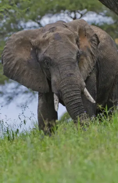 Framed Print : Amboseli National Park Kenya Africa safari elephant wild in reserve Amboseli Framed Print : Amboseli National Park Kenya Africa safari elephant wild in reserve Amboseli