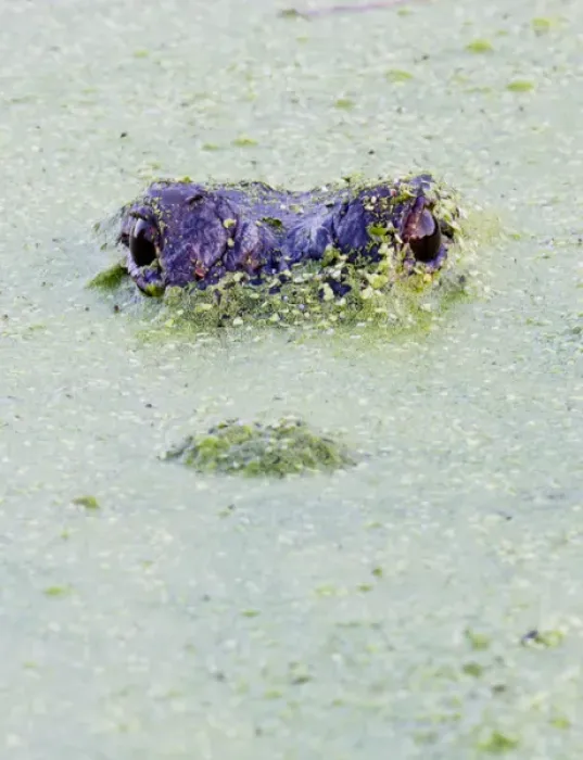 Framed Print : American alligator, Alligator mississipiensis, floating in duckweed, Brazos Bend State Park Framed Print : American alligator, Alligator mississipiensis, floating in duckweed, Brazos Bend State Park