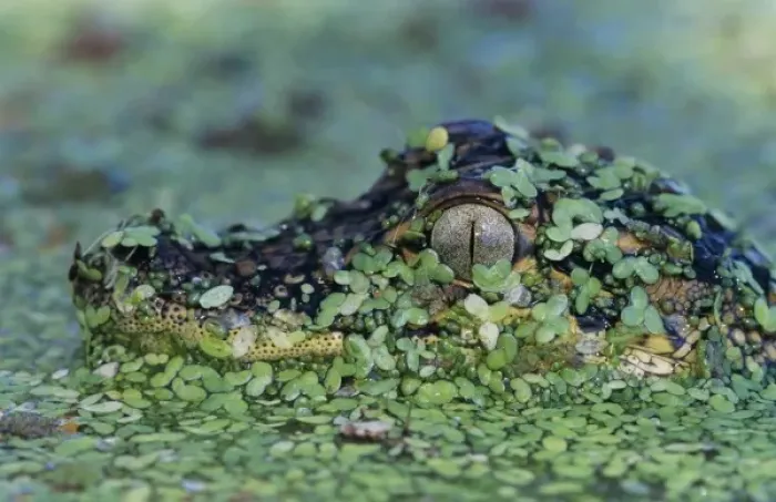 Framed Print : American Alligator, Alligator mississipiensis, young in duckweed camouflaged, Welder Framed Print : American Alligator, Alligator mississipiensis, young in duckweed camouflaged, Welder