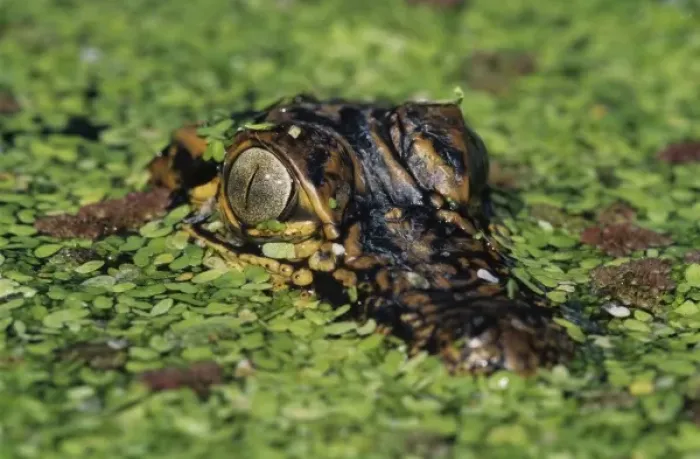 Framed Print : American Alligator, Alligator mississipiensis, young in duckweed camouflaged, Welder