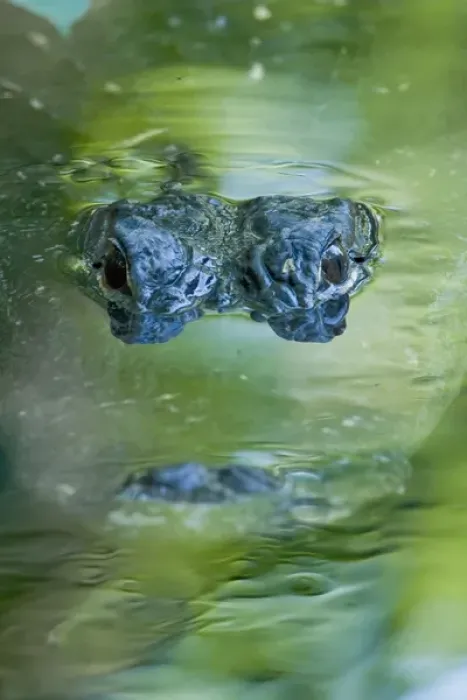 Framed Print : American alligator, Alligator mississippiensis, inhabits water and wetlands in Framed Print : American alligator, Alligator mississippiensis, inhabits water and wetlands in