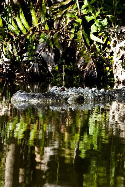 American alligator, Alligator mississippiensis, inhabits water and wetlands in the