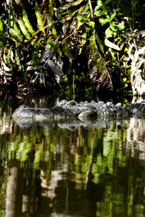 Framed Print : American alligator, Alligator mississippiensis, inhabits water and wetlands in Framed Print : American alligator, Alligator mississippiensis, inhabits water and wetlands in