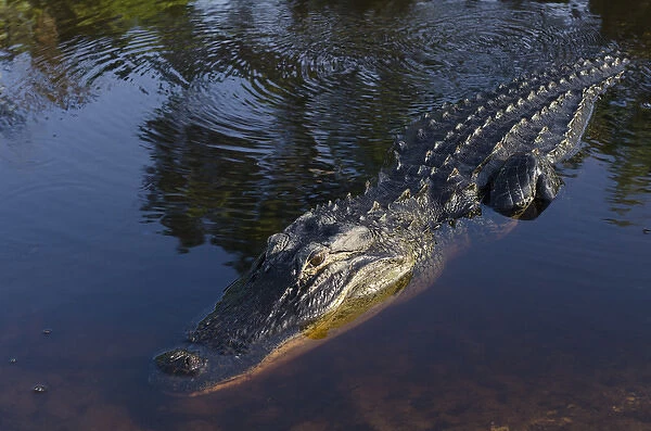 American alligator (Alligator mississippiensis) Okefenokee National Wildlife Refuge