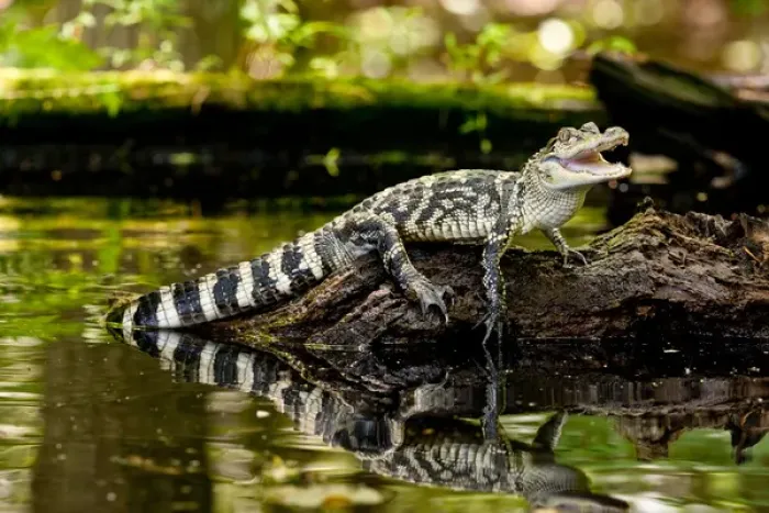 Framed Print : American Alligator, Alligator mississippiensis, Native to Southern United States Framed Print : American Alligator, Alligator mississippiensis, Native to Southern United States