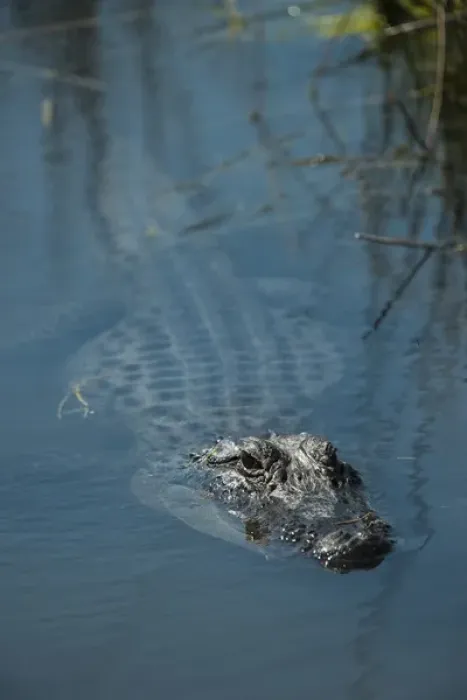Framed Print : American alligator (Alligator mississippiensis), Little St Simons Island, Barrier Islands