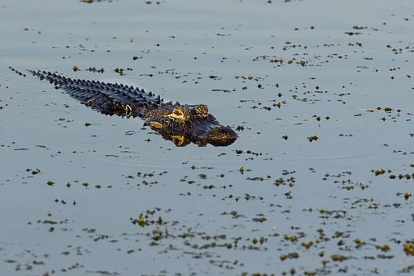 American Alligator (Alligator mississippiensis) Viera Wetlands, Brevard County, Florida