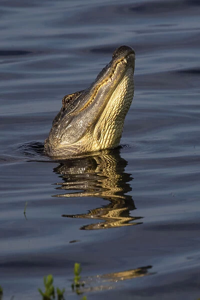 American alligator (Alligator mississippiensis) male bellowing call to potential mate