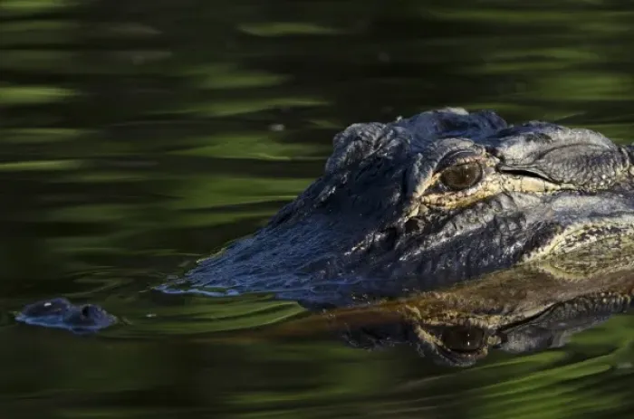 Framed Print : American alligator (Alligator mississippiensis), Okefenokee National Wildlife Refuge Framed Print : American alligator (Alligator mississippiensis), Okefenokee National Wildlife Refuge