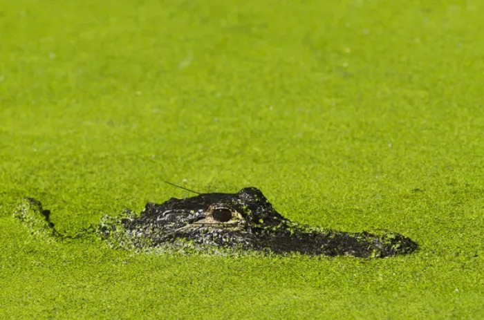 Framed Print : American Alligator (Alligator mississippiensis) Little St Simons Island, Barrier Islands Framed Print : American Alligator (Alligator mississippiensis) Little St Simons Island, Barrier Islands