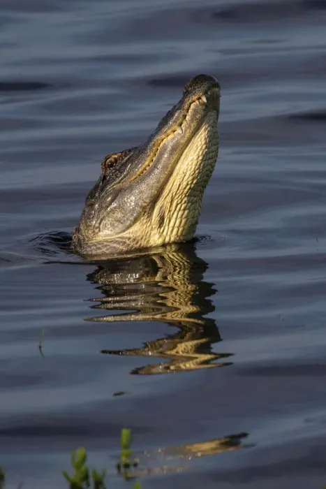 Framed Print : American alligator (Alligator mississippiensis) male bellowing call to potential mate Framed Print : American alligator (Alligator mississippiensis) male bellowing call to potential mate