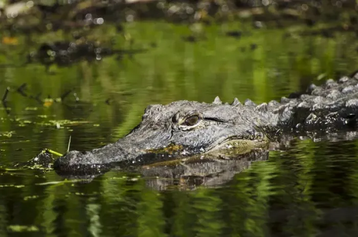 Framed Print : American alligator (Alligator mississippiensis) Okefenokee National Wildlife Refuge Framed Print : American alligator (Alligator mississippiensis) Okefenokee National Wildlife Refuge