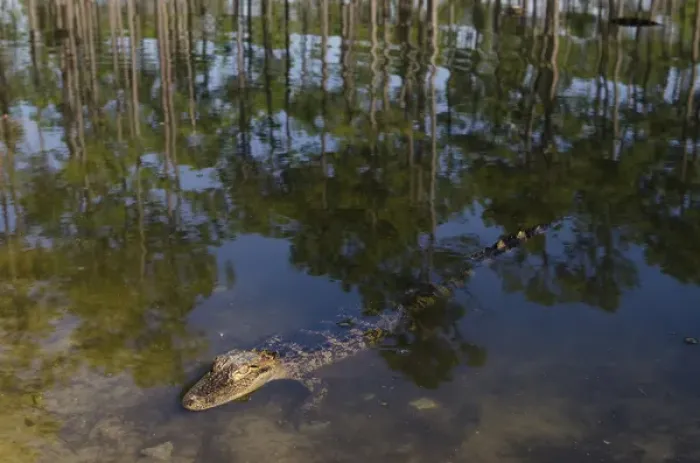 Framed Print : American alligator (Alligator mississippiensis) Okefenokee National Wildlife Refuge