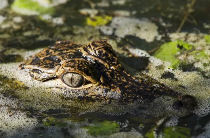 Framed Print : American Alligator Baby (Alligator mississippiensis) Little St Simons Island