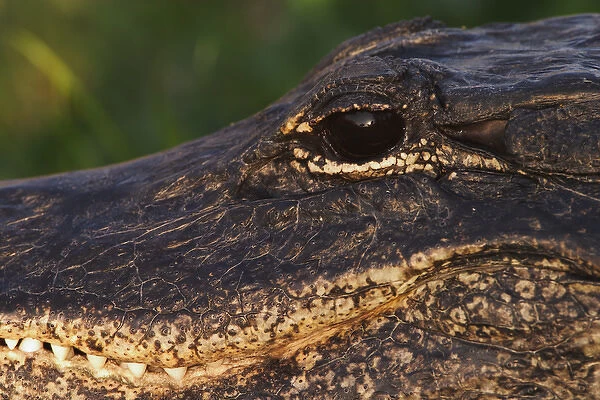 American Alligator close-up Alligator mississippiensis Everglades National Park