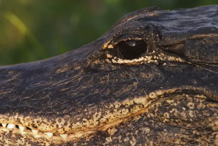 Framed Print : American Alligator close-up Alligator mississippiensis Everglades National Park
