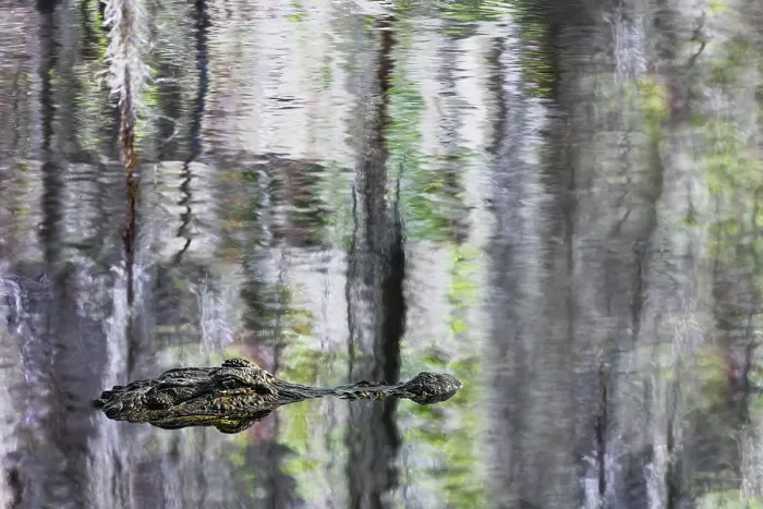 Framed Print : American alligator and Cypress trees reflecting on Blue Cypress Lake, Florida