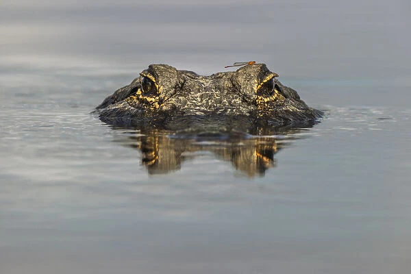 American alligator with dragonfly on head, from eye level with water