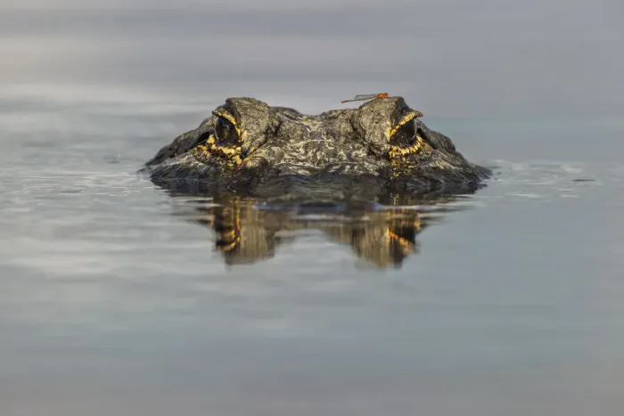 Framed Print : American alligator with dragonfly on head, from eye level with water Framed Print : American alligator with dragonfly on head, from eye level with water